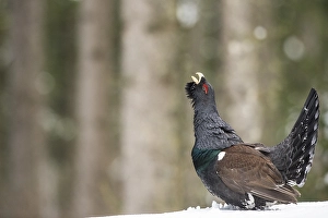 Capercaillie (Tetrao urogallus) during courtship in forest