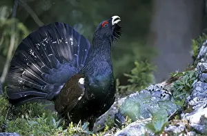Capercaillie (Tetrao urogallus) displaying Capercaillie