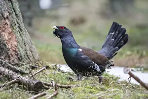 Capercaillie (Tetrao urogallus) in forest