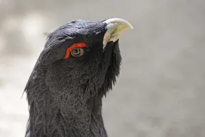 Capercaillie (Tetrao urogallus), portrait