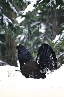 Capercaillie, Tetrao urugallus
