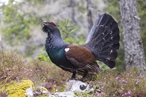 Capercaillie, Western Capercaillie
