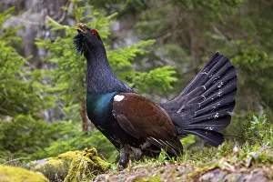 Capercaillie, Western Capercaillie