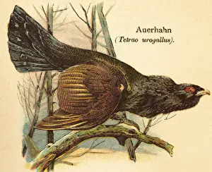Capercaillie or western capercaillie (Tetrao urogallus) tree