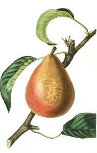 Capiaumont's Autumn Butter Pear