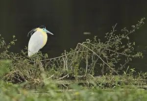 Capped Heron (Pilherodius pileatus) adult