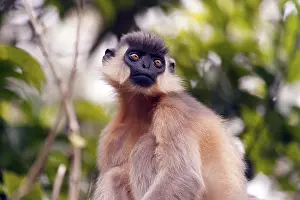 Capped Langur Hoollongapar Gibbon in Jorhat at Assam India Asia
