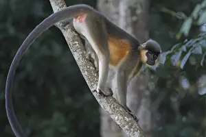 Capped Langur (Trachypithecus pileatus)