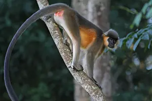 Capped Langur (Trachypithecus pileatus) adult female