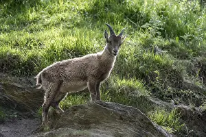 Capra ibex ibex, Alpine ibex, alpine ibexes (Capra ibex)