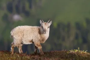 Capra ibex ibex, alpine ibex, alpine ibexes (Capra ibex)