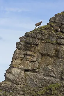 Capra ibex ibex, alpine ibex, alpine ibexes (Capra ibex)