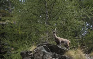 Capra ibex, italy
