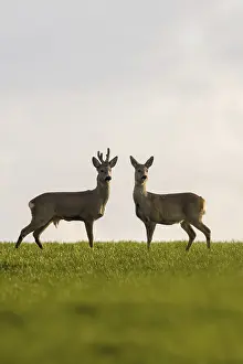 (Capreolus capreolus)