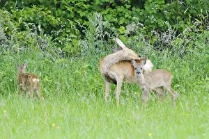 Capreolus capreolus