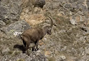 Capricorn (Capra ibex)