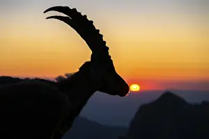 Capricorn (Capra ibex), silhouette at sunrise
