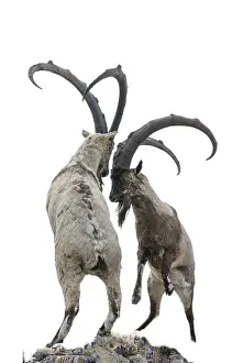 Capricorn on the mountain. isolated Wild goat