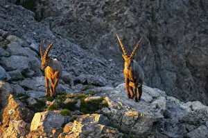 Two Capricorns (Capra ibex) in the evening light