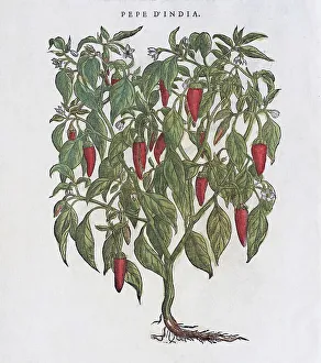 Capsicum annuum or Paprika (Capsicum annuum)