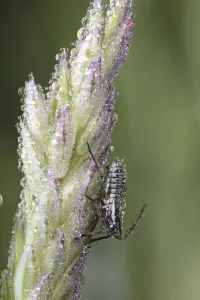 Capsid bug (Miridae), Other animals