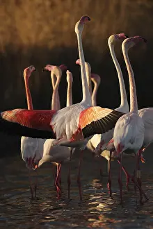 Captivating scene of pink flamingos engaged in their nuptial ritual