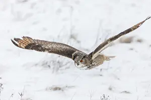 A captive Eurasian eagle owl (Bubo Bubo)