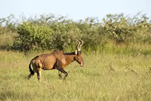 Captive Red Hartebeest (Alcelaphus caama) on a game ranch in Otjiwarongo