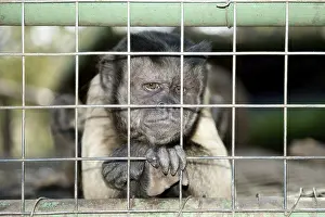 Capuchin, capuchin monkey, capuchin monkeys