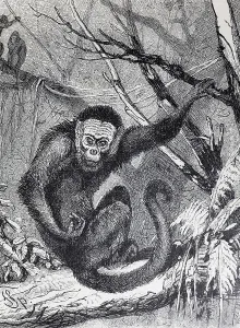 Capuchin monkey (Cebus capucinus)
