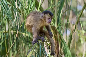A capuchin monkey sitting on a branch