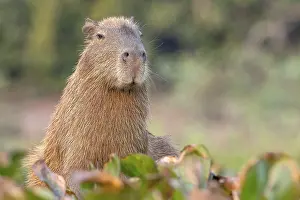 Capybara or capybara (Hydrochoerus hydrochaeris)