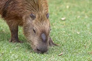 Capybara or capybara (Hydrochoerus hydrochaeris)