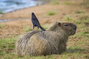 Capybara (Hydrochoerus hydrochaeris)