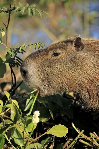 Capybara (Hydrochoerus hydrochaeris)