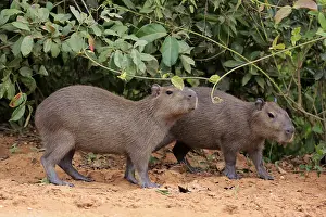 Capybara (Hydrochoerus hydrochaeris)