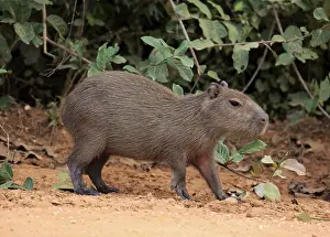 Capybara (Hydrochoerus hydrochaeris)