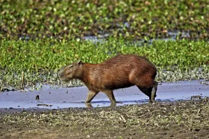 Capybara (hydrochoerus hydrochaeris)