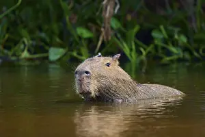 Capybara swimming calmly in the water surrounded by dense green vegetation