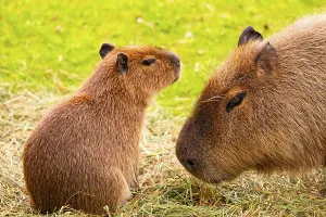 Two capybaras are interacting in a lush green field