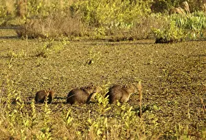 Capybaras in the Pantanal (Hydrochaeris hydrochaeris)