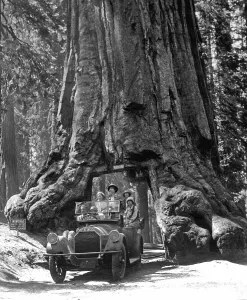 Car drives through a gate in Sequoia (Sequoioideae)