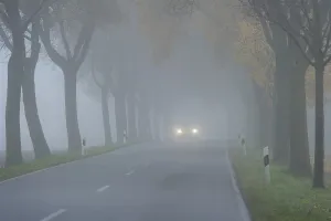 Car driving with good lighting in avenue of maple trees
