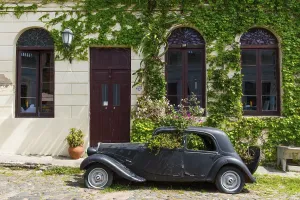 Car wreck of an oldtimer overgrown with plants