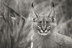 Caracal (Caracal caracal) cub black and white portrait