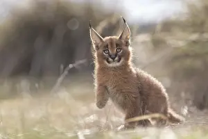Caracal (Caracal caracal) cub playing in backlight
