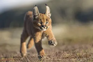 Caracal (Caracal caracal) cub running and jumping
