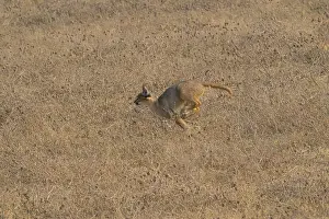 Caracal in a springing motion across a dry