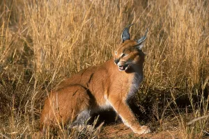 Caracals (Caracal caracal), Desert Lynxes