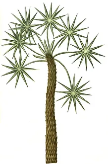 Caranna, caragne, caran, palm, Historic